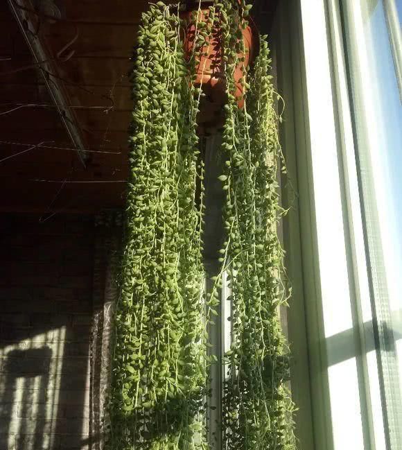 好养理由■这5种花命真大,掐个枝就能活,长满家里空地!