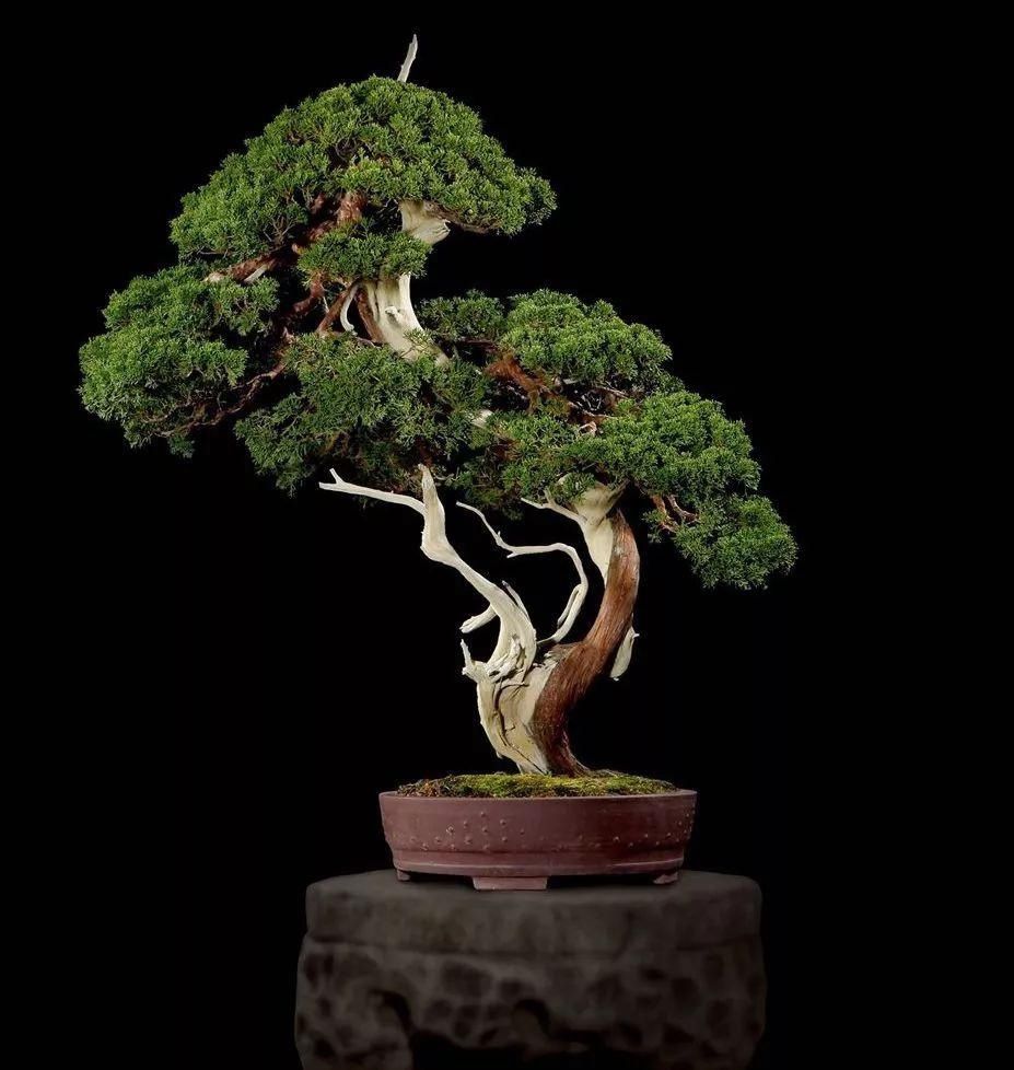  『树木』舍利干虽美，形成却残酷，向你展示舍利干盆景艰辛形成历程！
