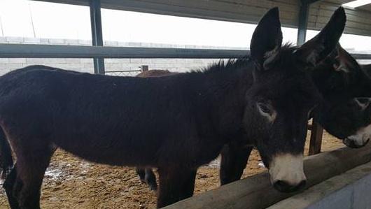 一头驴能卖上万元，为啥农民朋友还是不想养？老农总结了几点原因