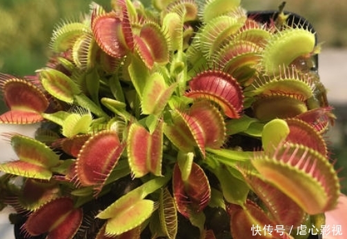  [花王]世界最重的“食人花”，有“世界花王”之称，一生只开一次花！