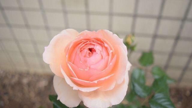 种花|3种花花期很长,沾土就能活,晒得越狠开花越好,四季开花不断