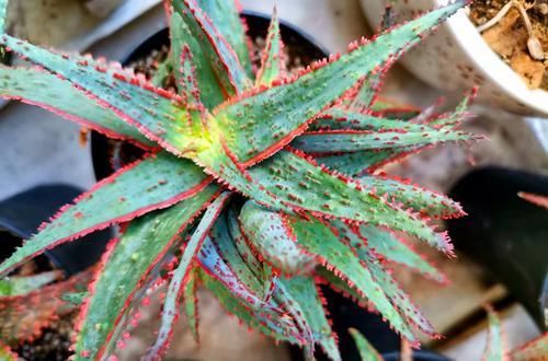  图解■图解盆栽芦荟常见的5种烂根方式，芦荟烂根了怎么办？