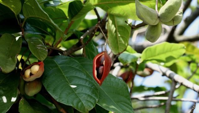  【板栗】被称为“树上花生”，看着却像板栗，农村没人吃，城里