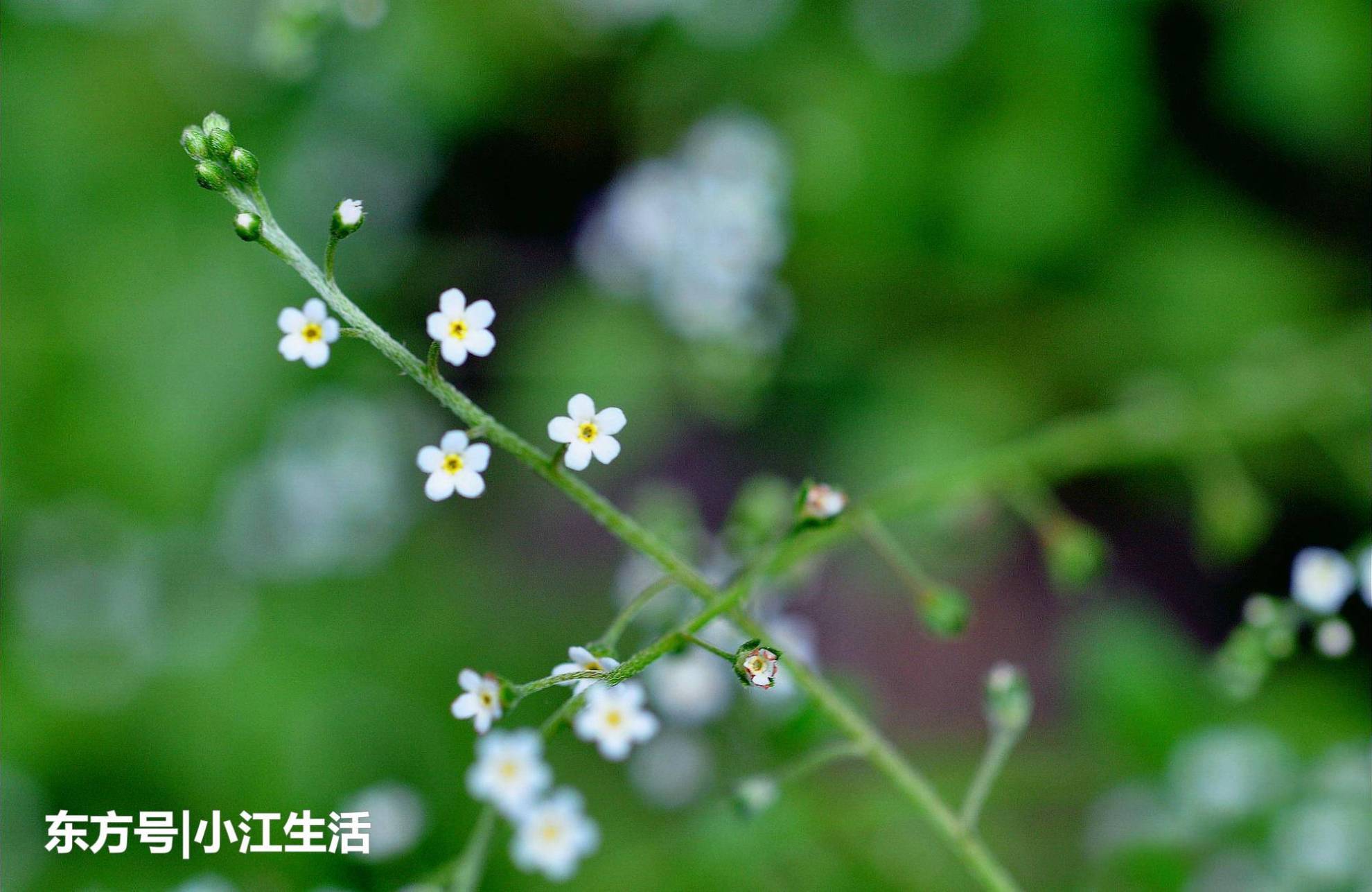 农村这种野草，价值很珍贵，过去农民用它治胃痛，人称“鸡肠”