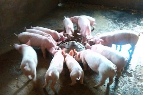  「明年」明年打算买猪崽养猪的朋友，什么时候买小猪利润“最高