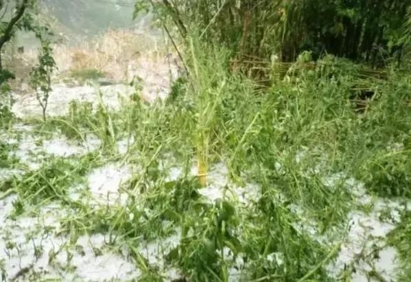 痛心！冰雹、暴雨、霜冻突袭，农民损失惨重！（附补救措施）