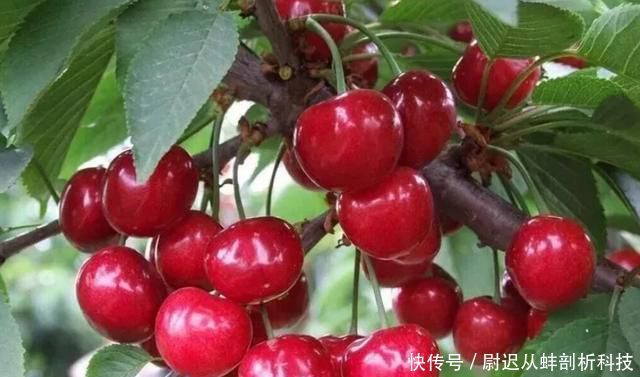  「樱桃没」产地频繁卖不动，数万吨找销路，价格却很贵，吃货：烂地里吧