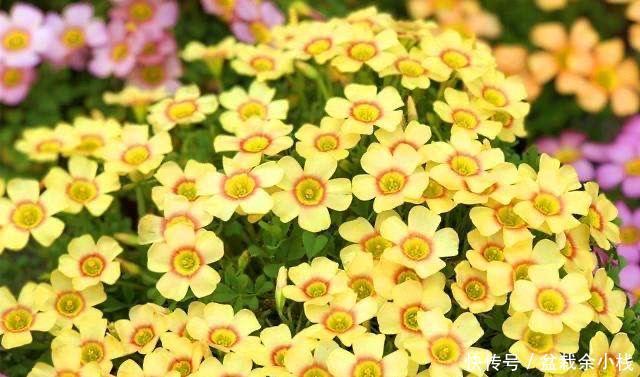  「开花更多」阳台养酢浆草，用此方法，1个种球长爆盆，花色美，满满都是花