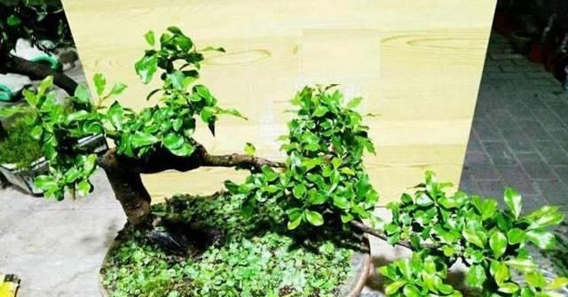 「养花」3种“天价花”,客厅养1盆,越看越高档,养久了,1盆“1套房”