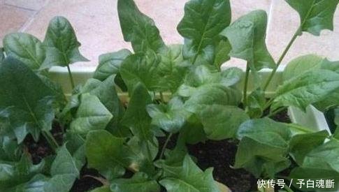  【蔬菜】秋天种4种蔬菜，好看又好吃，0技术要求，一长一大片！