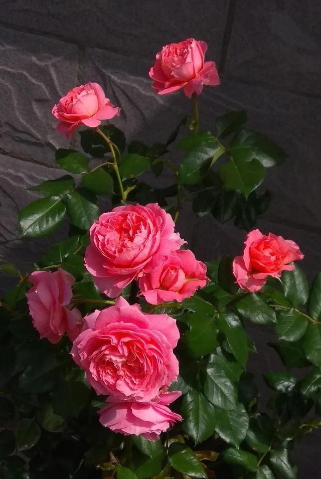  『丰花性好』狼家自育的表现到底如何，戳进来看看花友们的大实话
