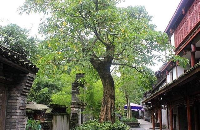 门前“乱种树”，老一辈人可不依，要种就种这“4种树”，可旺运