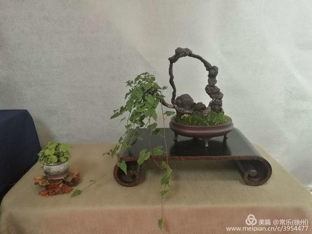 #盆协#徐州收藏家协会(盆景协会和铁路盆协)回龙窝微型盆景