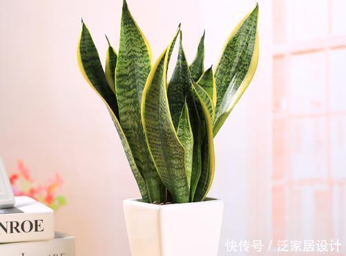 【寓意】室内养这4种“吉祥花”,寓意招财旺运,客厅摆一盆,全家都欢喜