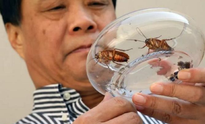  章丘区：这个恐怖工厂：养10亿只蟑螂，每天喂50吨饭（饭前慎入