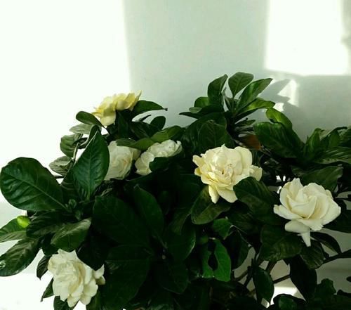  【栀子花】栀子花叶片总是无光泽，还不发新芽，脱盆以后见真章，祸端在此