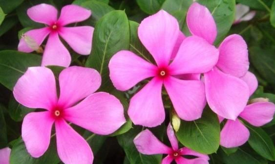  #长春花#这5款“开花机器”，好看好养，一开300多天，花色鲜艳长爆盆