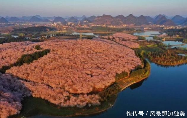 全球最大的樱花基地，不在日本在中国，盛开之际足以惊艳全世界