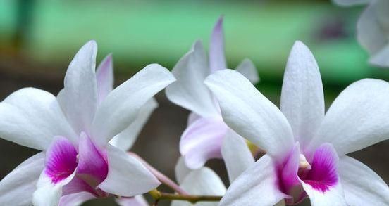  粉嫩：喜欢玫瑰，不如养盆“玫瑰精品”瑞典女王，花型丰满，粉嫩娇贵！