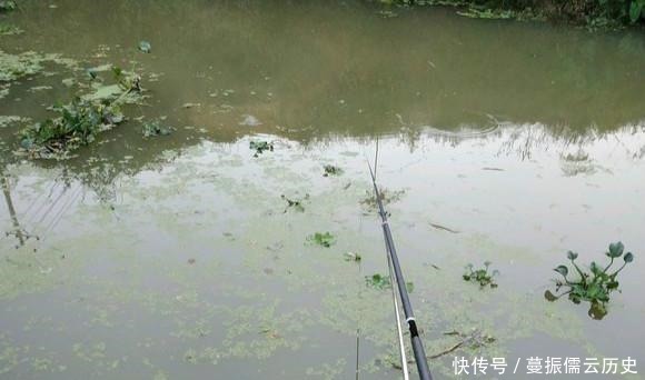 「没想到」这样一条小河沟里, 没想到会有鳜鱼, 我这运气是不是让人羡慕呢