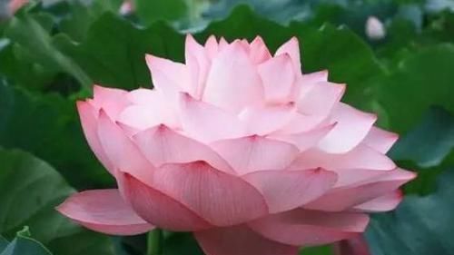  「优良」喜欢玫瑰，不如养“优良荷花”库姆夫人，花色奇特多变，雍容华贵