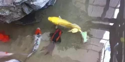  鱼缸：还在用鱼缸养鱼, 太难看了, 在阳台砌个鱼池漂亮又拉风!