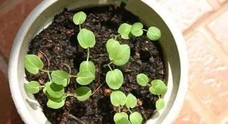  【开花】养“4种花”，几粒种子撒盆里，开花爆盆，美得惊艳，不花钱