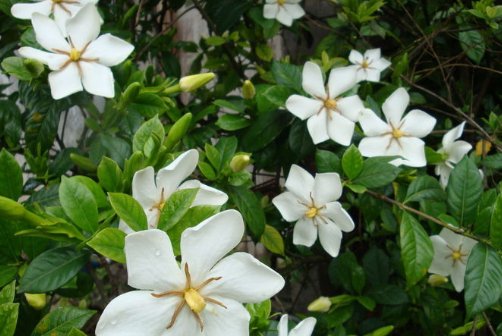  「栀子花」栀子花最爱这种“水”,每周用一次,叶子油亮花满枝,轻松爆盆