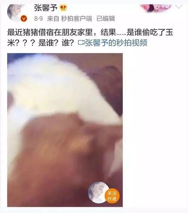 张馨予怀孕了？网曝何婕陪张馨予医院孕检！送走爱犬疑似坐实怀孕