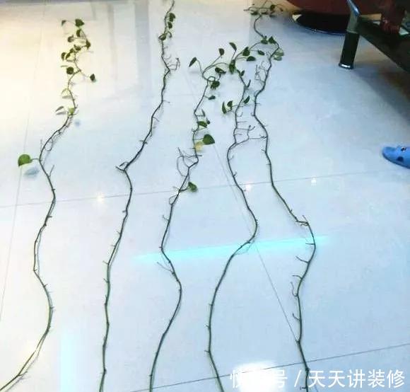  『绿萝』养花技巧：春天赶紧扦插绿萝，扯根枝插3盆，5种方法个个好活！