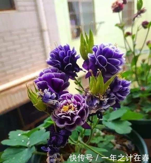 名字@一位因为名字被耽误了的华丽花卉——耧斗菜