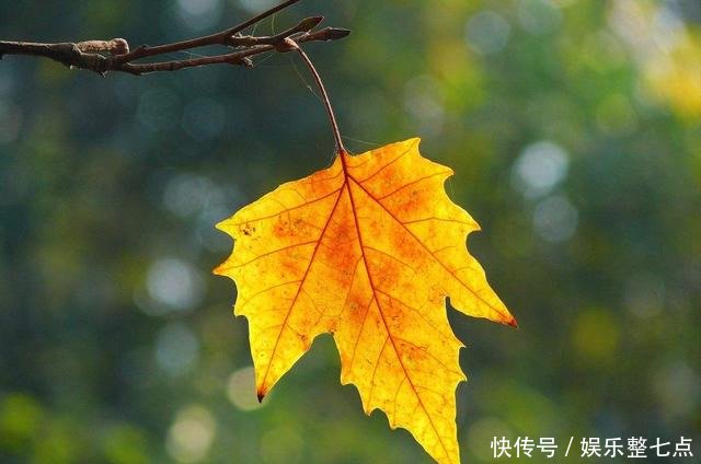 树叶怎么拍掌握拍摄技巧和思路,拍出好看的树叶照片