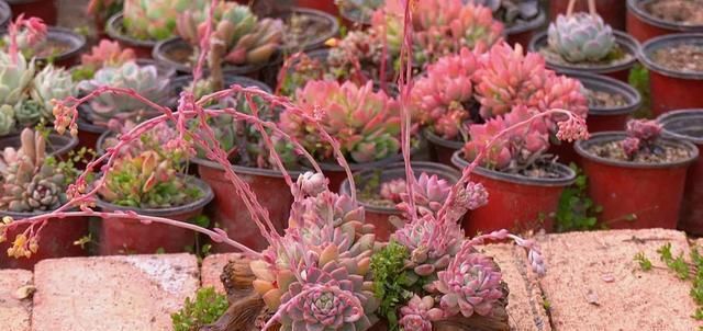  「年收入」丰县一小伙种植多浆植物，年收入达三十万！