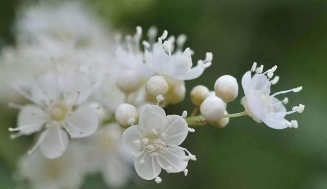  #珍珠梅#繁殖花蕾强壮、花瓣肥大的珍珠梅，这才是正确的选择