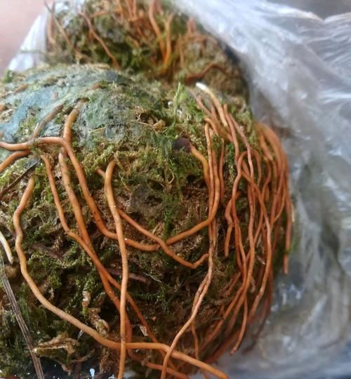  高压：高压2个月的三角梅为什么只长疙瘩不生根？只因忽略了两个重点