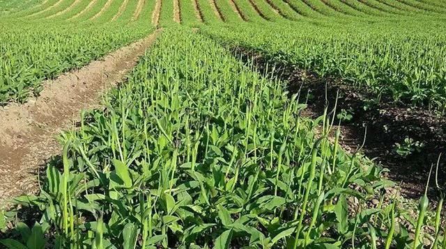  #嘴麻#玉米地里成片长，和红薯很像，小孩偷吃嘴麻了，老农民都