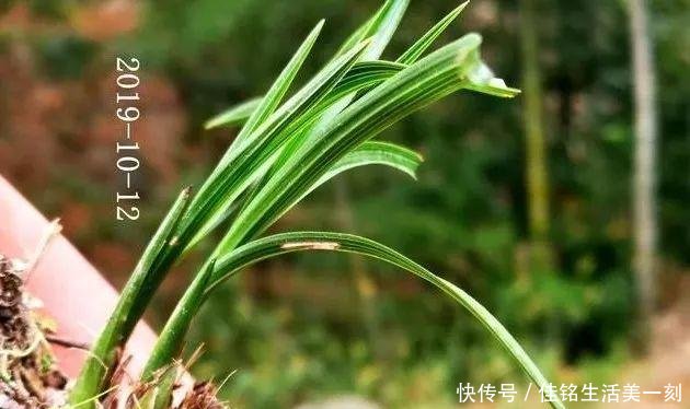 #能力#如何让病后的兰花弱苗复壮怎样才算真正复壮用实例告诉你
