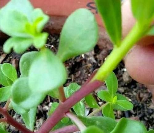  「嫁接植株」把“野菜”枝干“钻”个洞，插上5枝“太阳花”，开花30朵，真美