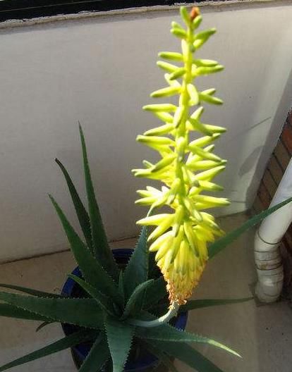  「才会开花」养芦荟多年，从未见开花？选对品种做好3点，年年花开，次次开爆