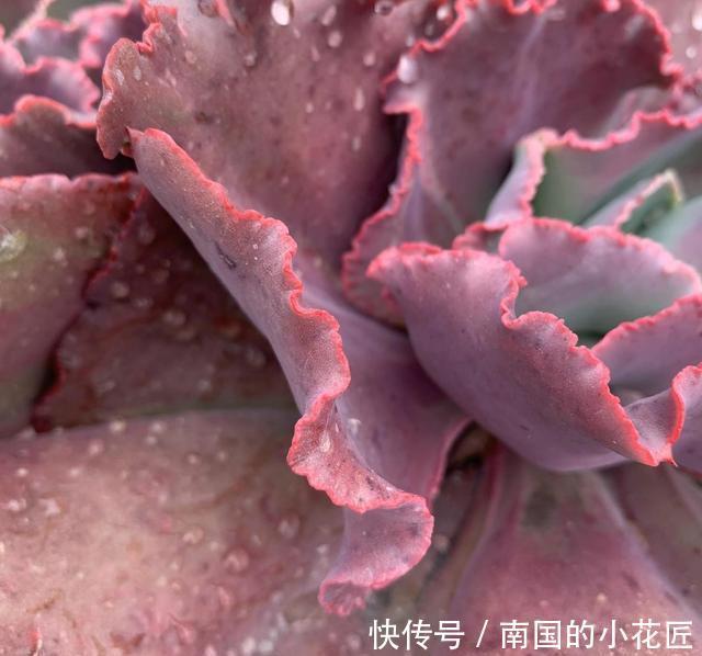 『女王』6年的女王花笠,长成“大波浪”,老桩拇指粗,成了镇宅宝贝