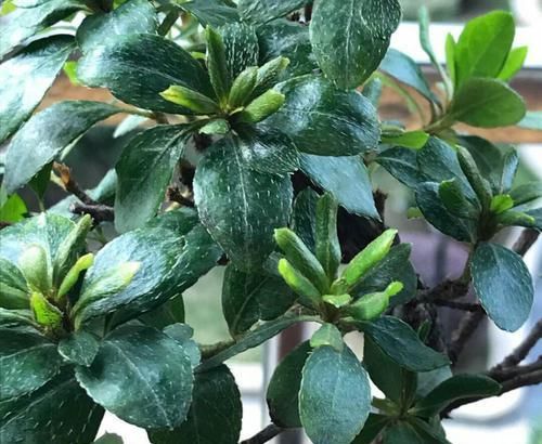  『晒伤』怎样判断杜鹃花黄叶掉叶是被强光暴晒造成的？晒伤的杜鹃花怎么办