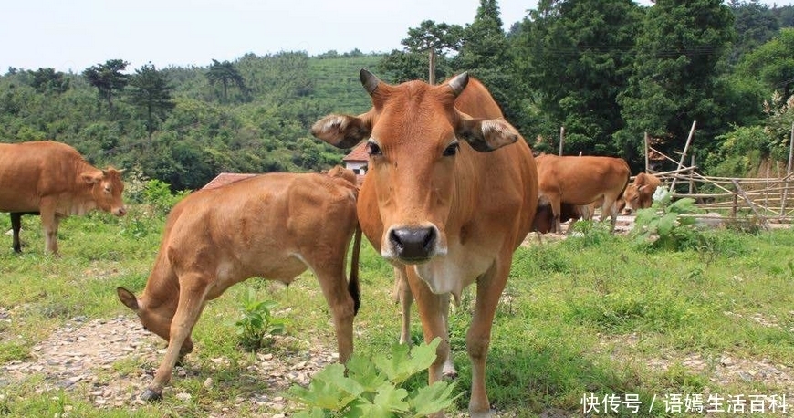  出名：农村一种动物，以前并不出名，现在养殖一年纯利润超过20