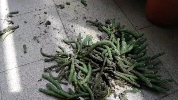  『根枝』这花长得像毛毛虫，掐根枝就活，1个月爆满大缸！