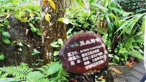  「树木」堪称世界之最的6种树木，其中最贵、最毒、最硬的树都在