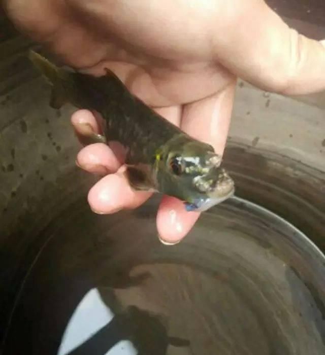  『生长』此鱼生长极其缓慢，3年才能长到30厘米