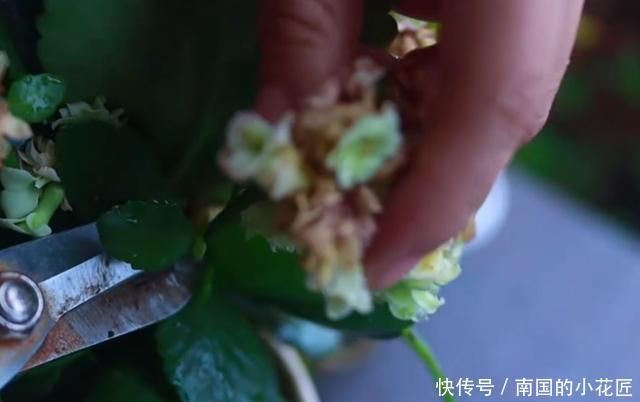 【家里】家里有这几种花,不愁没花养,剪根枝多盆花