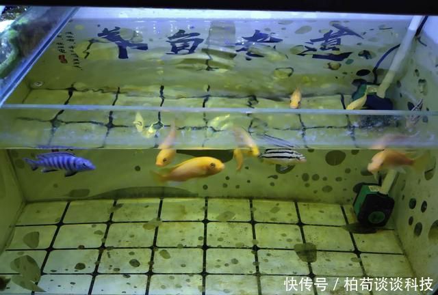  『适合』饲养观赏鱼有一种换水方式，叫做蜻蜓点水式，适合哪一种情况？