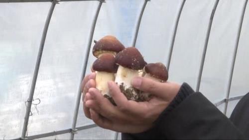  #产值#硕士研究生变身“蘑菇哥”，亩产均超5000斤，产值4万元！