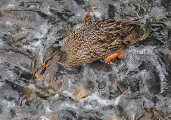 因鲤鱼太多,鸭子踩鱼行走成景观,这个小镇火了