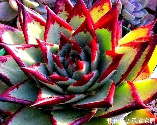 浇水的时|多肉乌木养护难?只要4招,颜色鲜亮,爆头简单,硬朗又霸气